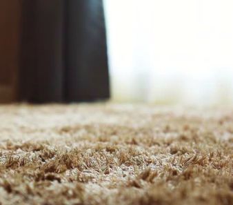 How To Get Rid Of Fleas In Your Carpet