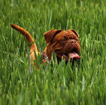 Picture of a dog playing outside where fleas could be coming from.