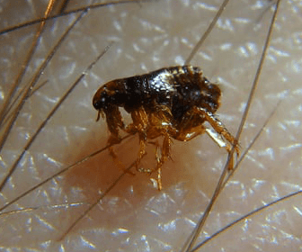Image of a flea that could find in your bedding