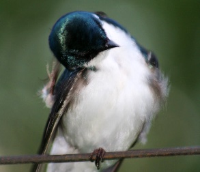 Picture of a bird scratching due to fleas