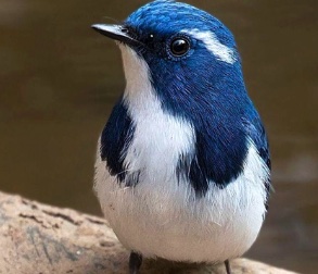 Image of a blue bird