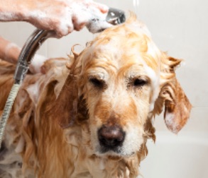 Image of a dog getting treated for fleas