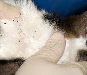 Picture of fleas on a cat