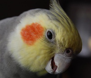 Photo of a pet bird with ceratophyllus gallinae