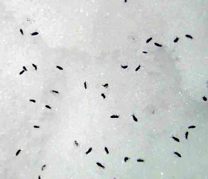 Photo of many collembola on a light surface