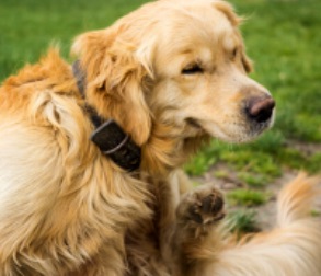 Photo of dog with ctenocephalides canis