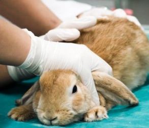 Image of a hare being treated for fleas