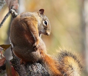 Photo of a squirrel with hoplopsyllus anomalus