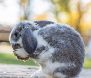 Picture of a rabbit with fleas