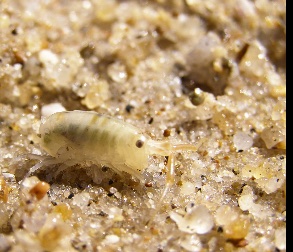 Picture of a sand flea on the beach