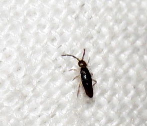 Picture of a snow flea on a white background