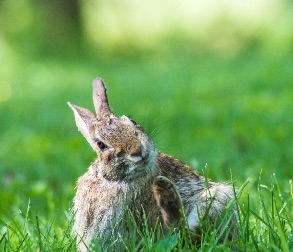 Photo of a rabbit with spilopsyllus cuniculi