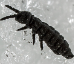 Close up image of a springtail flea