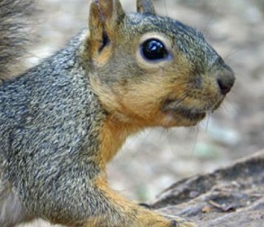 Picture of a squirrel with fleas