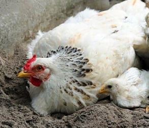 Image of poultry coop being treated with DE for fleas