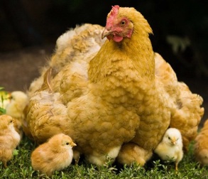 Photo of a hen and her chicks