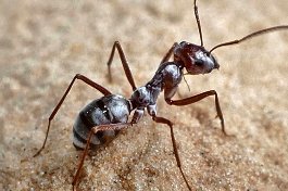Picture of an ant