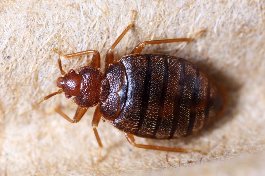 Picture of a bed bug