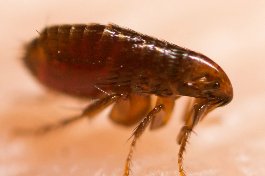 Picture of a flea