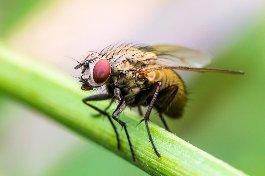 Picture of a fruit fly