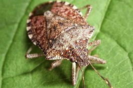 Picture of a stink bug