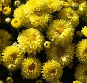 Photo of Chrysanthemums that repel fleas