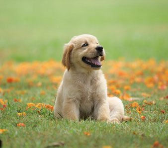 Photo of a cute dog that could be bitten by fleas